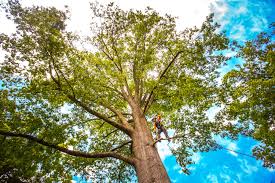 Trusted Holdrege, NE Tree Services Experts