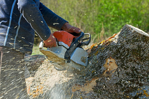 Best Tree Preservation Services  in Holdrege, NE